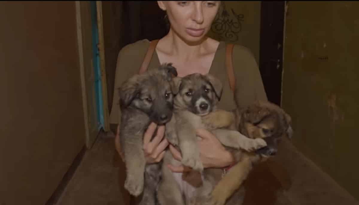 Mama Dog And Eight Puppies That Lived In The Toilet Of An Abandoned ...