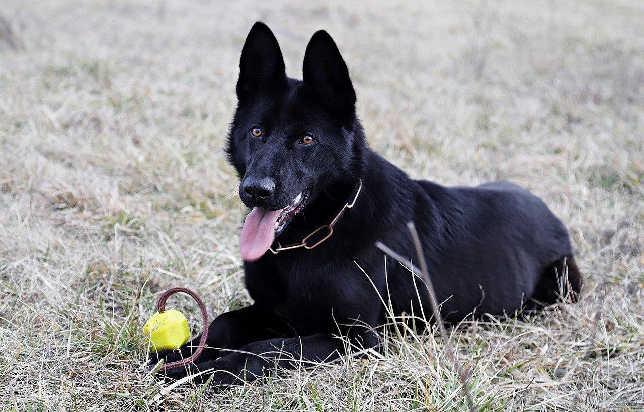 black german shepherd, dog, ball